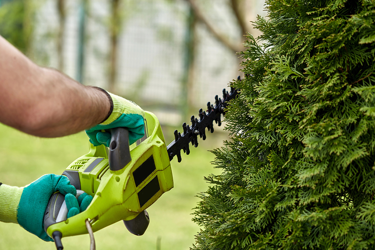 Landscaper using power hedge trimmers to sculpt cedar shrub in Hamilton