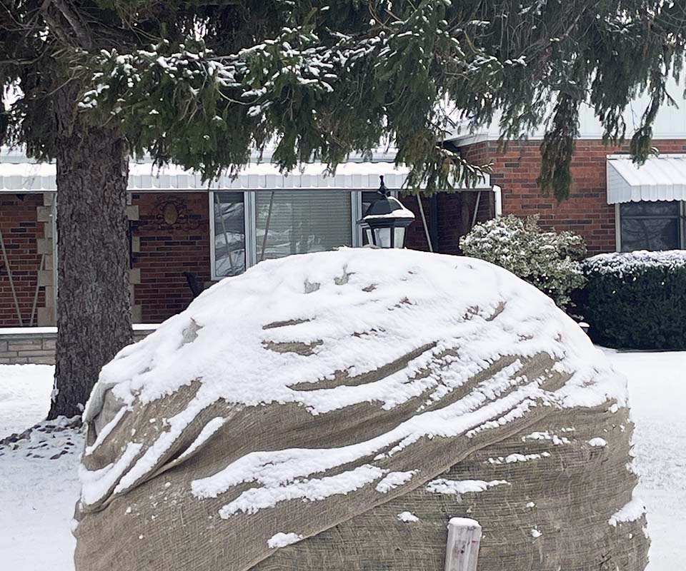 Winter yard cleanup and protective burlap wrapping for shrubs in Hamilton